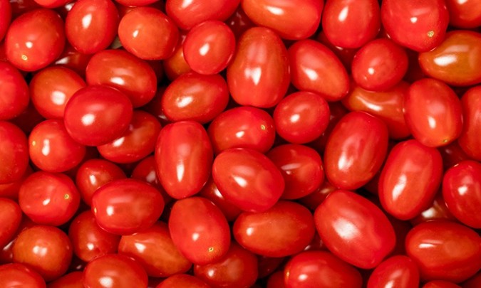 Cherrypruim tomaat Valstar
