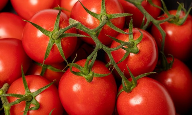 Trospruim tomaat Valstar